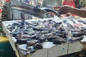 Fish imports during closed season to decline