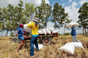 P12B in excess rice tariffs eyed for farmer financial assistance program