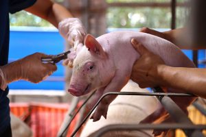 Hog farmers press for affordable ASF vaccines