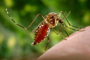 Probe of rising dengue cases sought