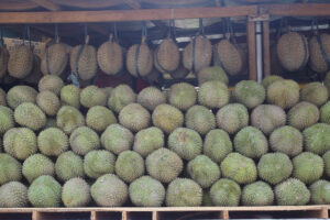 Experts from Malaysia, Singapore to advise Cotabato durian industry