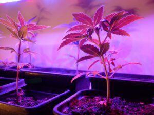 How To Grow Cannabis: A Beginner’s Guide To Cultivating High-Quality Plants