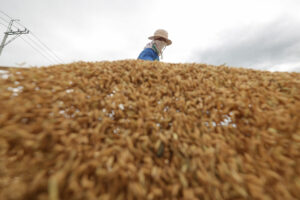 Gov’t urged to hike selling price for palay