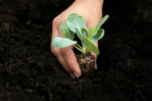 Aboitiz, Cebu province seal reforestation partnership