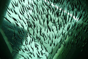 Modernized fish hatcheries seen boosting aquaculture prospects