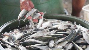 Oct. delivery expected for 30,000 MT of imported fish