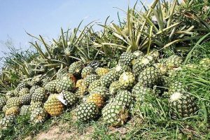 Pineapple exports up 2.7% in 2023 on solid demand from China