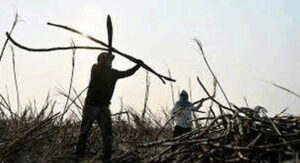 Sugar harvest seen peaking late due to El Niño