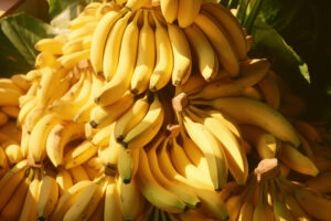 Banana growers bat for PHL-SoKor trade deal to keep Korean market