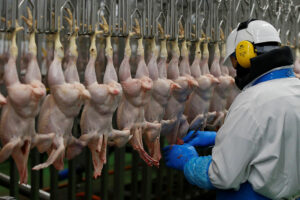 UK meat trade seen improving after Philippines lifts poultry import ban