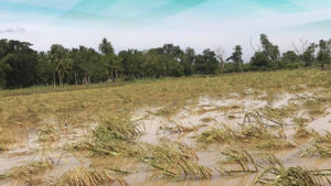 Agricultural damage from recent storms tops P107 million