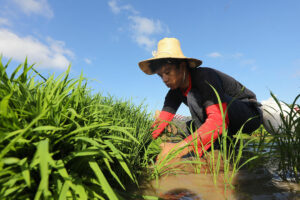 Palay production may decline due to La Niña