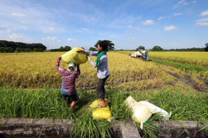 Group seeks repeal of Rice Tariffication law