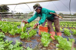 Councils to oversee individual farm commodities