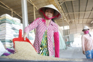 Vietnam to remain top rice supplier after India eases restrictions