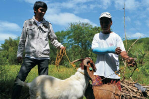 Goat, sheep flocks targeted for expansion by DA