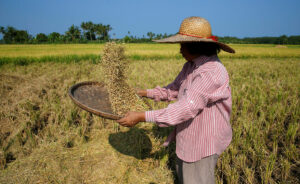 Palay output estimated to have fallen 11% in Q3