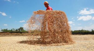 July NFA palay procurement hits 10,045 MT