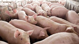 21 Blaan families get pigs, feeds