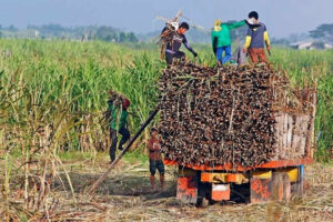 Next sugar crop reserved entirely for domestic market due to weak harvest