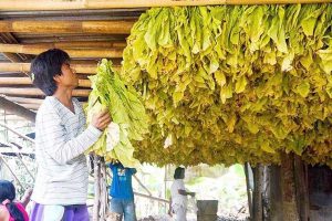 LGUs to get P21B from tobacco taxes