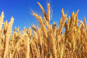 PHL wheat imports likely to increase next year — USDA