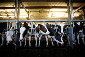 Dairy breeder herd to be expanded via imports