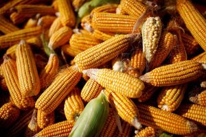 Corn, cassava targeted for yield enhancement