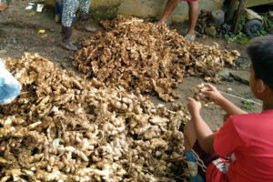 Indonesia, Vietnam eyed as alternative sources of ginger