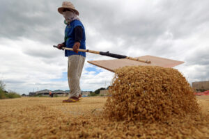 New NFA buying price seen providing relief to rice farmers