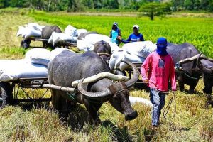 NFA sees rice sales to government agencies supplementing funding for procurement