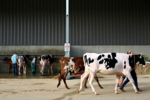 Dairy imports expected to grow next year