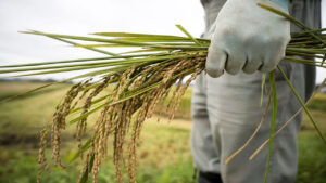 Palay output officially estimated at 19.41 MMT in 2024, down 3.24%