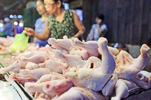 PHL chicken production seen rising 3.8% in 2025