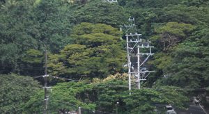 NEA likely to miss 2024 electrification target