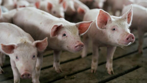 Red tape blamed for low hog vaccination rates