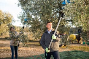 Olive oil prices set to halve as Mediterranean bumper harvest looms