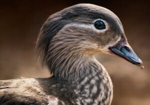 A Deep Dive Into Their Role and Adaptation Uses of Bird Beaks