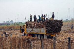 USDA expects PHL raw sugar output to fall 3.6% this year