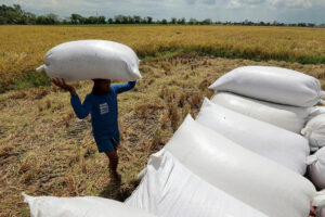 PHL rice imports needed to bridge Jan.-Feb. lean period — ex-official