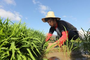 Farm output in third quarter likely fell on impact of storms