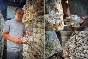 From ‘Ad Man’ to ‘Mushroom Man’: Farmer cultivates success with LANDBANK’s support