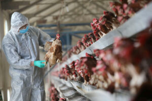 German chamber says PHL must deal urgently with bird flu crisis