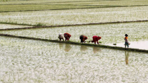 Pakistan seeks PHL guarantee to buy specific volumes of rice