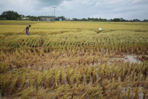 PHL, Cambodia rice trade eyed