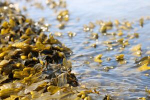 Seaweed industry enhancements to get P1.06 billion in 2025 funding