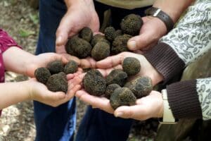 Microdosing Truffles