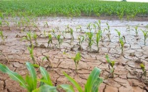 Farmers face £600m hit as second-worst harvest on record intensifies pressure