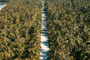 Coconut output likely flat next year amid aging trees