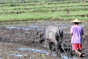 More funding sought for farm soil rehab